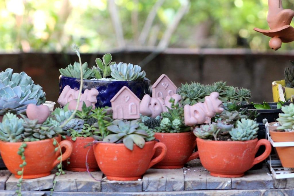 Suculentas: Como Cuidar e Montar seu Jardim