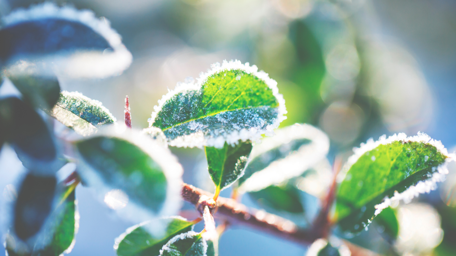 Passos Para Cuidar Das Plantas No Inverno Passos Para