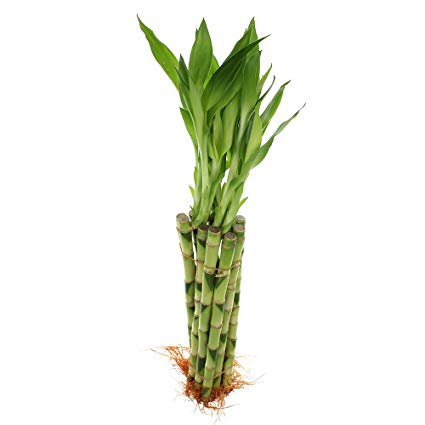 Bambu da Sorte 51OpW1N1gL. SX425 1 - Bambu da Sorte