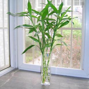Bambu da Sorte Hydroponic plants water to keep flowers luckybamboo transhipped lucky bamboo air purification foliage plant 1 - Bambu da Sorte