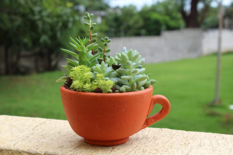 Mundo Naturarte: Bem-Vindos Ao Site Mais Completo Sobre Jardinagem