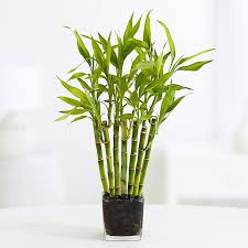 Bambu da Sorte images 1 - Bambu da Sorte