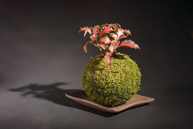 Kokedama: o Bonsai em versão mais simples 1548082012 archive 0 kokedamas como hacer 4 - Kokedama: o Bonsai em versão mais simples