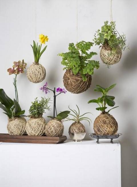 Kokedama: o Bonsai em versão mais simples 5612176b9d49b8ad73cb0ba84c6be623 - Kokedama: o Bonsai em versão mais simples