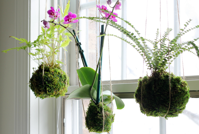 Kokedama: o Bonsai em versão mais simples Hanging string garden easy kokedama gardenmatter.com - Kokedama: o Bonsai em versão mais simples