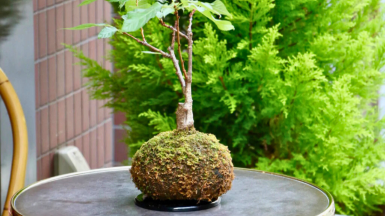 Kokedama: O Bonsai Em Versão Mais Simples