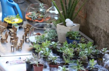 Suculentas: Como Cuidar e Montar seu Jardim