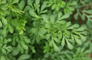 Arruda: Você conhece essa planta?