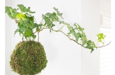 Kokedama: Como fazer uma em 8 passos