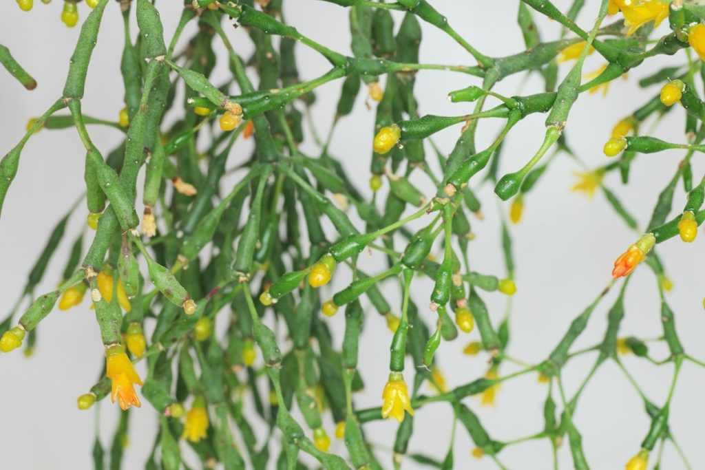 Como Cuidar de Mini Cactos: Rhipsalis de flor amarela