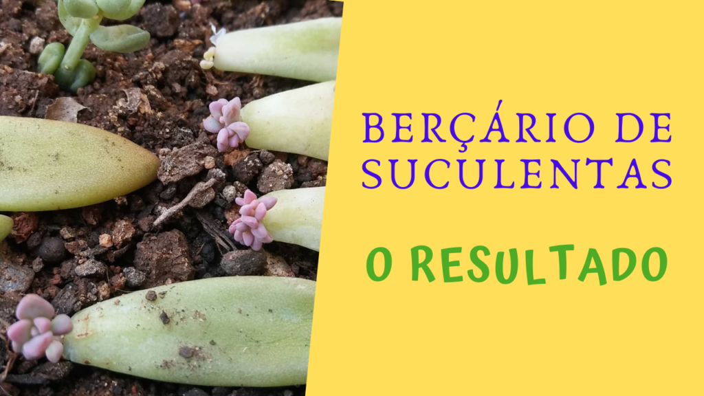 VÍDEO - Berçário de Suculentas - O Resultado Berçário de Suculentas O Resultado 1024x576 - VÍDEO - Berçário de Suculentas - O Resultado