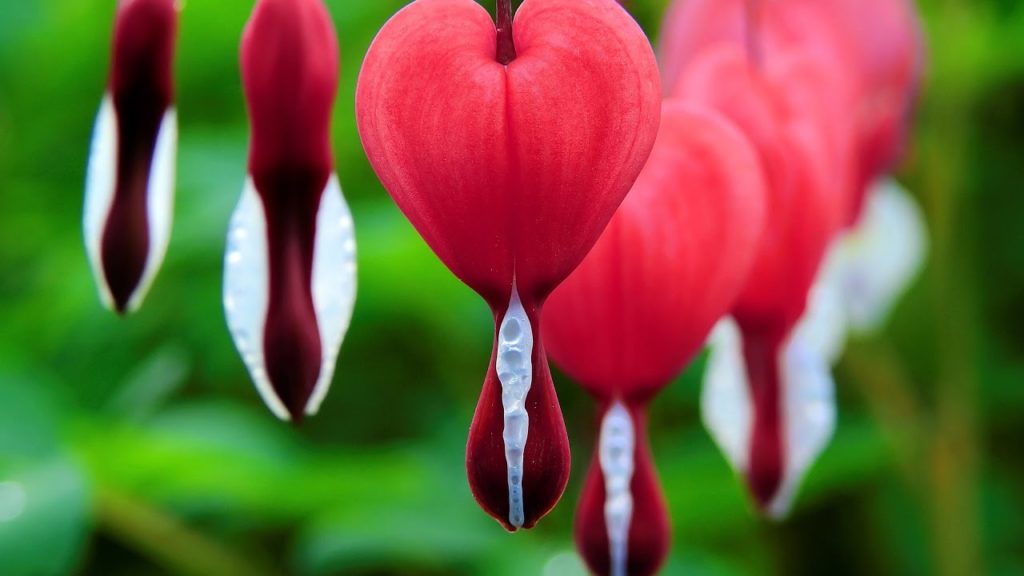 Flor: Coração Sangrento.