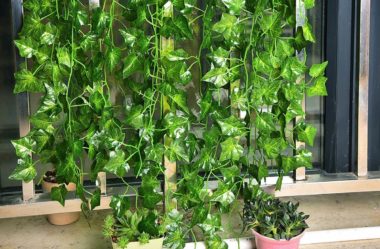Hera Inglesa: Conheça essa plantinha