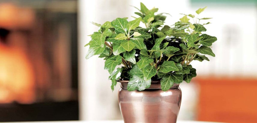 Hera Inglesa: Conheça essa plantinha hera 1 - Hera Inglesa: Conheça essa plantinha