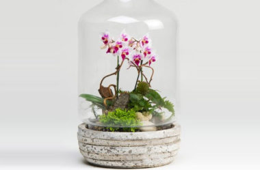Conheça 13 Plantas de Terrário Fechado