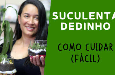 VÍDEO – SUCULENTA Dedinho Como Cuidar (FÁCIL)