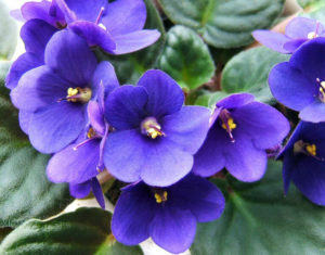 Como cuidar de violetas: Dicas Básicas