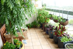 Jardim em APARTAMENTO: Como Cultivar