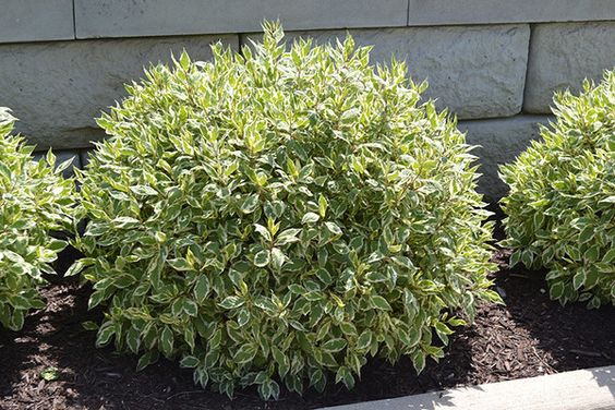 PÁSSAROS no Jardim | 5 PASSOS para Atrair arbustos - PÁSSAROS no Jardim | 5 PASSOS para Atrair