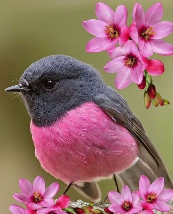 PÁSSAROS no Jardim | 5 PASSOS para Atrair birds - PÁSSAROS no Jardim | 5 PASSOS para Atrair