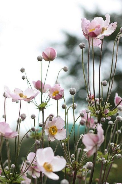PÁSSAROS no Jardim | 5 PASSOS para Atrair flores 2 - PÁSSAROS no Jardim | 5 PASSOS para Atrair