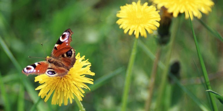 9 FATOS SURPREENDENTES que você não sabia sobre o seu JARDIM borboletas - 9 FATOS SURPREENDENTES que você não sabia sobre o seu JARDIM