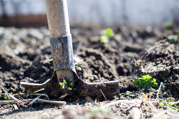 O tamanho do buraco em que você planta suas rosas é um dos principais fatores para começar bem