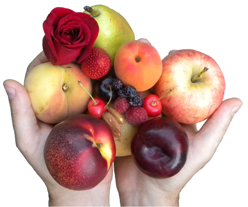 9 FATOS SURPREENDENTES que você não sabia sobre o seu JARDIM família das rosas - 9 FATOS SURPREENDENTES que você não sabia sobre o seu JARDIM