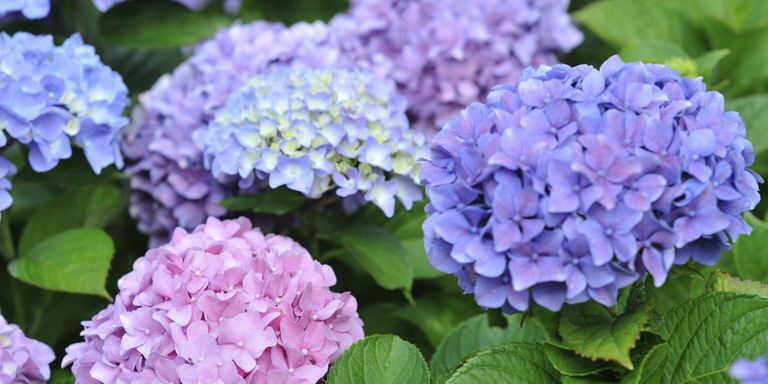 9 FATOS SURPREENDENTES que você não sabia sobre o seu JARDIM hortensia - 9 FATOS SURPREENDENTES que você não sabia sobre o seu JARDIM