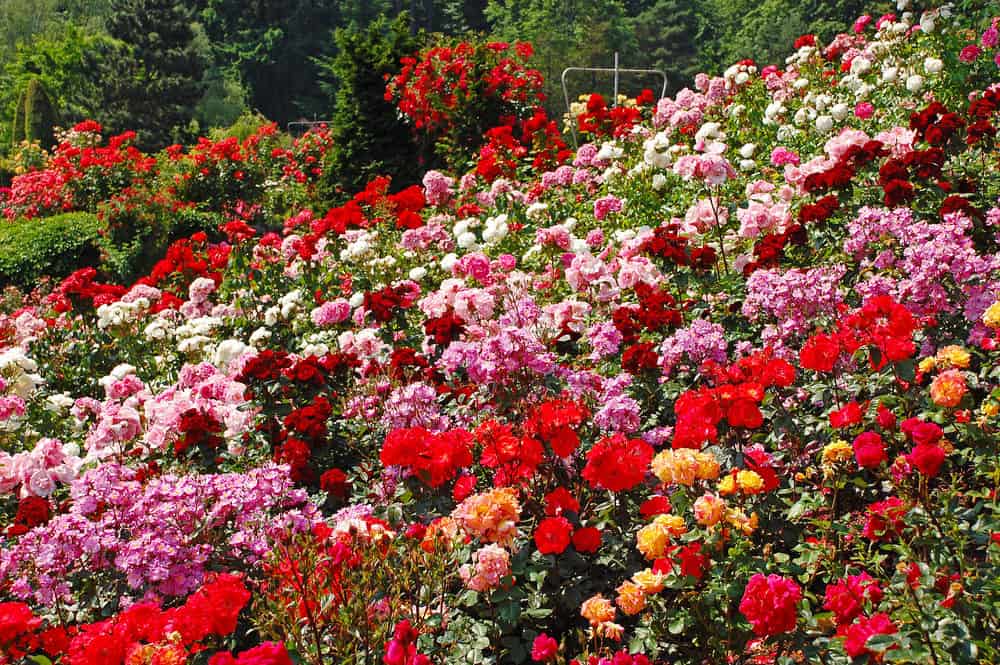 Existem inúmeras classes de rosas