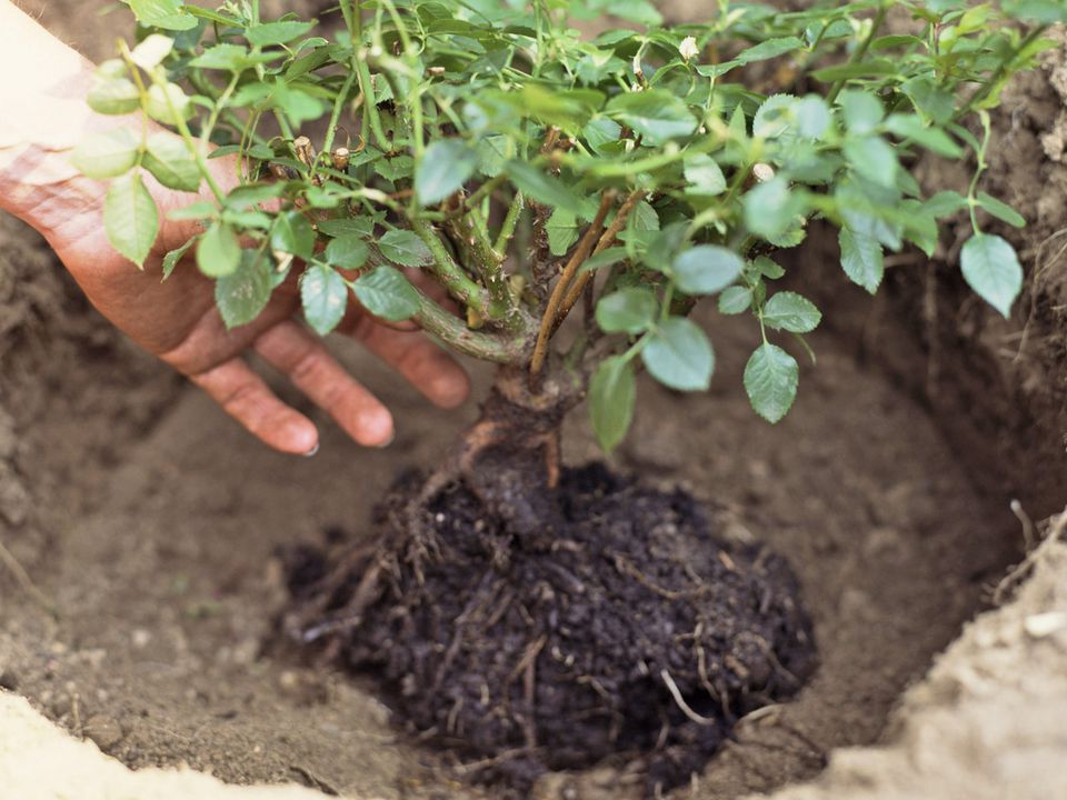 A melhor época para plantar rosas é na primavera