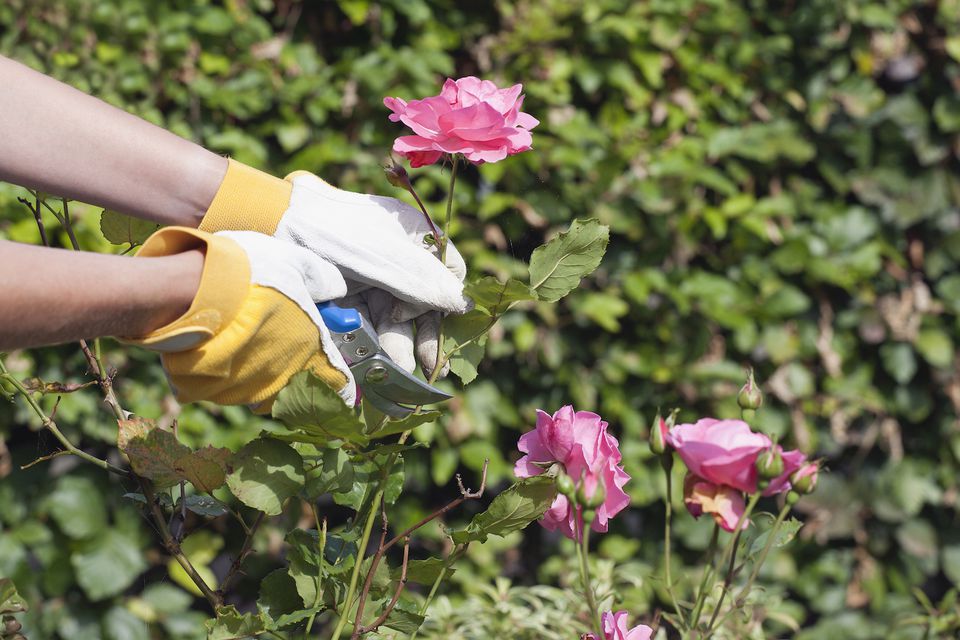 Se você notar folhas secas e flores murchas, além de galhos tortos, secos ou mal formados, faça a poda