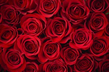 ROSAS | 10 DICAS de como CULTIVAR