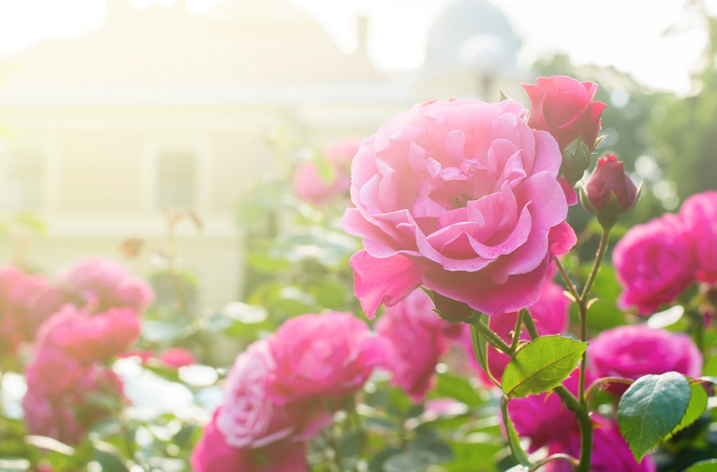 As rosas se saem melhor quando protegidas do sol quente da tarde. 