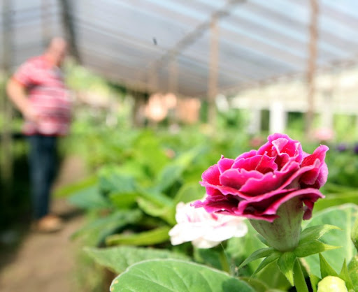 Rosas de contêiner (já envasadas) são um ótimo caminho