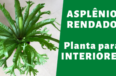 Novo VÍDEO | ASPLÊNIO RENDADO | Planta para INTERIORES
