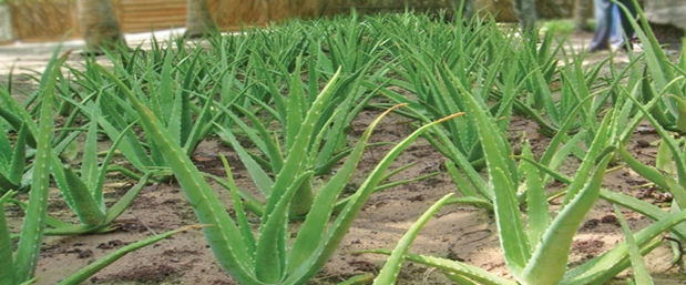 Plante o Aloe Vera em solo bem drenado
