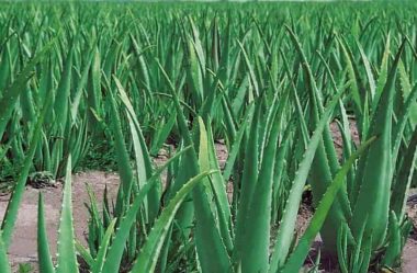 Aloe Vera: Como CULTIVAR a Famosa BABOSA