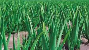 Aloe Vera: Como CULTIVAR a Famosa BABOSA