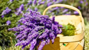 Lavanda: Como Cultivar e dar perfume ao jardim