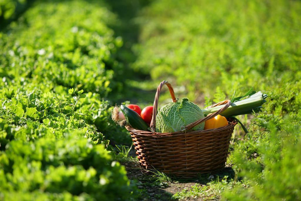 Legumes são ótimas opções de cultivo no inverno