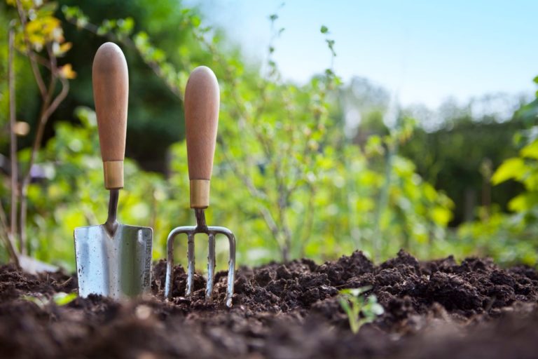 7 Maiores Erros na Jardinagem: Não percebe que comete!