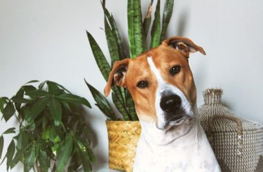 PLANTAS TÓXICAS | Conheça 8 Tipos e como EVITÁ-LAS