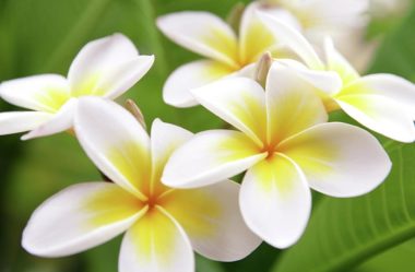 Plumerias | CONHEÇA Mais sobre esta Flor Encantadora