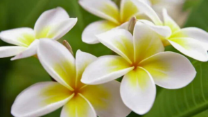 Plumerias: Conheça Mais sobre esta Flor Encantadora