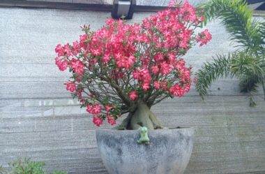 ROSA DO DESERTO Como Cuidar e Muito Mais sobre ela!