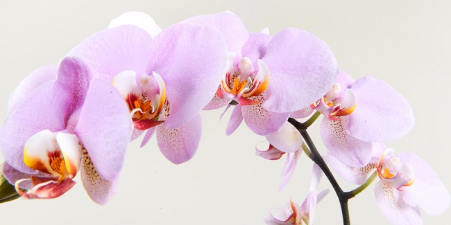 Como cultivar orquídeas. Quando e quanto regar.