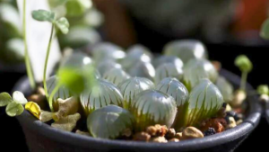 Haworthia Cooperi: Conheça a Suculenta que parece uma JÓIA