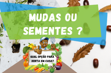 Novo Vídeo: MUDAS OU SEMENTES | QUAL A MELHOR OPÇÃO PARA HORTA EM CASA?