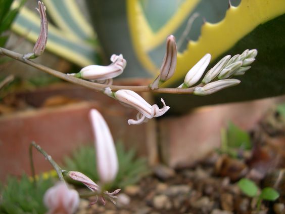 Haworthia Cooperi. O tempo de floração desta planta é no verão e primavera.